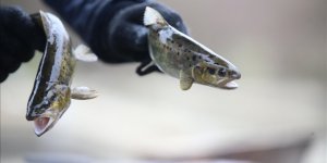 Balık Çiftliği Talebe Yetişemiyorlar