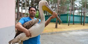 Kocaeli'de Pelikanın Midesinden Yarım Litrelik Pet Şişe Çıktı