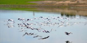 Frig Vadisi'ndeki Porsuk Baraj Gölü Pelikanları Ağırlıyor