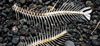 Balık kılçığından bunu da ürettiler