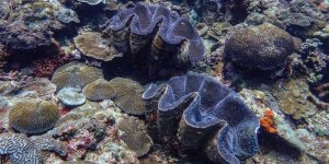 Dev İstiridye Batangas'ta Görüntülendi