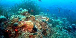 İklim Krizinin Yeni Kurbanı; Mercanlar