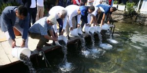 Bodrum'da 30 Bin Balık Yavrusu Denize Bırakıldı