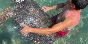 Mersin'de Tedavi Edilen 2 Kaplumbağa Denize Bırakıldı