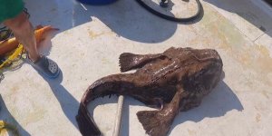 Çanakkale'de Dev Fener Balığı Yakalandı