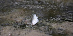 Kırklareli'nde Balık Ölümleri Görülmesi Üzerine İnceleme Başlatıldı
