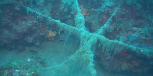 Doğal Resifleri Misinalar Tehdit Ediyor