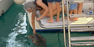 Antalya'da Bulunan Deniz Kaplumbağası Tedaviye Alındı