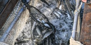 1 Milyon Aynalı Sazan Balığı Yavrusu Göletlere Bırakıldı
