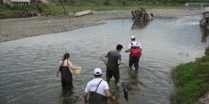 Mucize Balık Samsun'da Görüldü