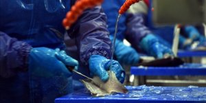 Rusya, Dost Olmayan Ülkelerden Deniz Ürünleri İthalatını Yasakladı