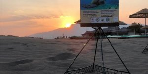 İztuzu Sahilindeki Caretta Caretta Yuvalarının Sayısı 700'e Ulaştı