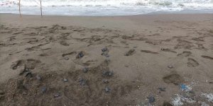 Yumurtadan Çıkan Deniz Kaplumbağası Yavruları Suyla Buluştu