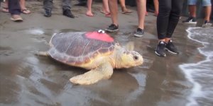 Caretta Caretta Tuba 25 Bin Kilometre Katetti