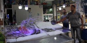 Sinop'ta Balıkçılar Sezonun İlk Avından Boş Döndü