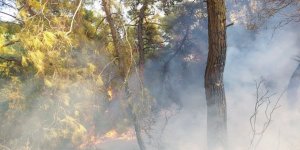 Manavgat'ta Orman Yangını Çıktı