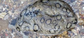 Deniz tavşanı Marmaris kıyılarında ilk defa görüntülendi