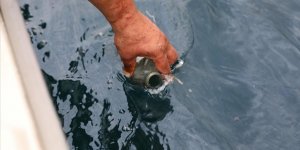 Çayeli Açıklarından Örnekler Alındı