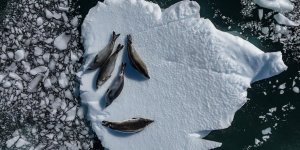 Antarktika Deniz Buzu Seviyesi Mevsimsel Ortalamanın Altında