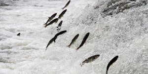 Balıkların Göç Yolları Neden Değişti