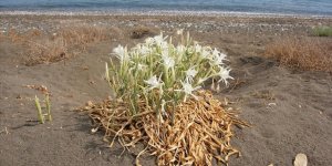 Mersin'de Koruma Altındaki Kum Zambakları Çiçek Açtı
