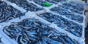 Deniz Suyunun Sıcaklığı Balık Fiyatını Olumsuz Etkiliyor