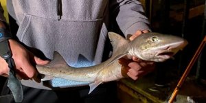 Üsküdar'da Bir Gencin Oltasına Yavru Köpek Balığı Takıldı