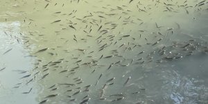 Bartın Irmağı'ndaki Balık Ölümlerine İlişkin İnceleme Başlatıldı