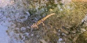 Siirt'te Anadolu Benekli Semenderi Görüntülendi