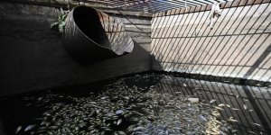 Edirne'de DSİ, Kanalda Balık Ölümleriyle İlgili İnceleme Yaptı