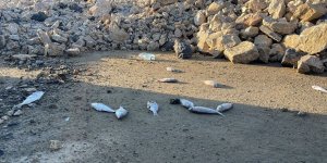 İskenderun Sahili'nde Balık Ölümleri Görülmesi Üzerine İnceleme Başlatıldı