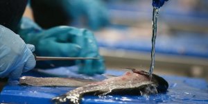 Türk Balık Üreticisine Uluslararası Yatırım