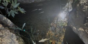 Çanakkale'deki Kocabaş Çayı'nda Balık Ölümleri Görüldü