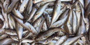 Tekirdağ'da Mezgit Tezgahları Süslemeye Başladı