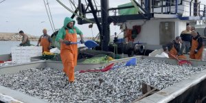 Balıkçının Yüzü Güldü: İstavrit Bolluğu Yaşandı