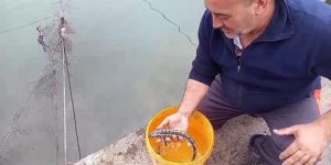 Balıkçı Ağlarına Takılan Mersin Balıkları Denize Salındı