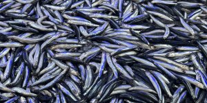 Sinop Hamsisinde Sona Doğru