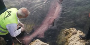 Mersin'de 6 Solungaçlı Cam Göz Köpekbalığı Kıyıya Vurdu