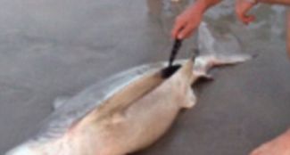 Ölü köpekbalığının yavrularını sezaryenle kurtardı