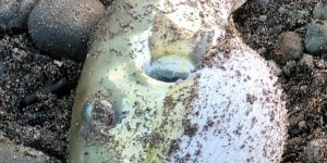 Balon Balığı Yiyen 7 Şahıs Hastanelik Oldu