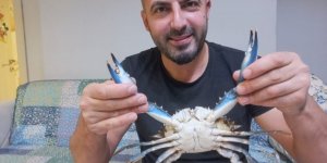 Sinop’ta Amatör Balıkçının Ağına Nadir Görülen Mavi Yengeç Takıldı