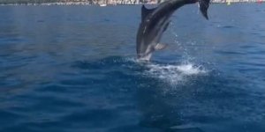 Yunus Balığının Balıkçılara Görsel Şöleni