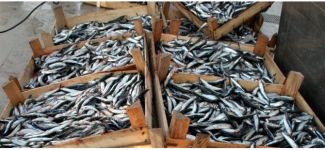 Hamsi ihracatından 2 milyon 566 bin dolar gelir elde edildi