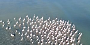 Flamingolar Artık Kışın Da Van Gölü Havzasında Kalıyor