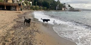 Yunusu Kurtarmak İçin Saatlerce Uğraştılar