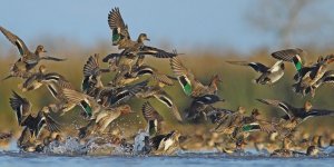 Kış Ortası Su Kuşu Sayımları Yapıldı