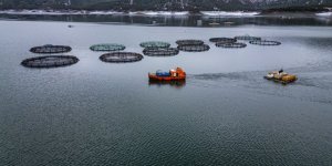 Denize Kıyısı Olmayan Tokat, Somon İhraç Ediyor