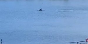 Yalova’da Balıkçı Barınağına Yunus Girdi