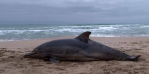 Şile'de Ölü Yunus Sahile Vurdu
