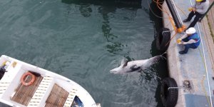 Mersin'de Yunus Balığı Ölü Olarak Bulundu